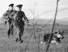 с собакой по следу