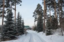 В парке есть голубые ели..