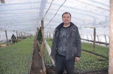 Китайцы выращивают у нас овощи