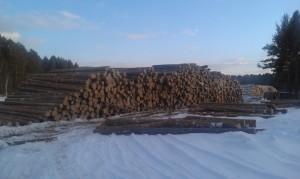 Больные по официальной версии деревья на снимке Евгения Серова