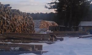 Больные по официальной версии деревья на снимке Евгения Серова