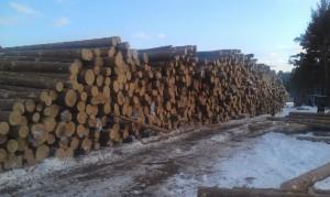 Больные по официальной версии деревья на снимке Евгения Серова