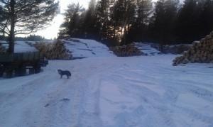 Больные по официальной версии деревья на снимке Евгения Серова