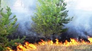 Лесной пожар