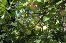 сысертские яблочки