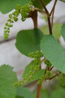 Виноградная лоза