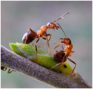 Рыжие муравьи прогонят черных