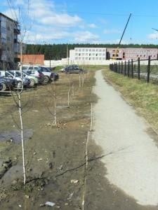 Березовая аллея