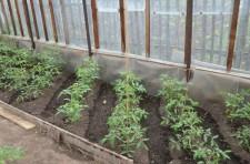 Томаты по диагонали