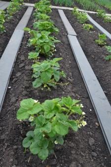 Земляника Ринда