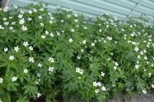 На усадьбе Карцевых. Цветы