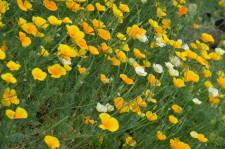 На усадьбе Карцевых. Цветы