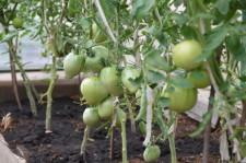 На усадьбе Карцевых. Томаты