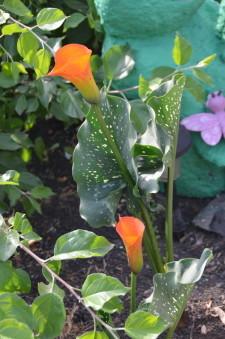 На усадьбе Южаниковых