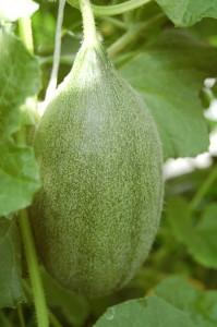 Усадьба Суриных Дыня