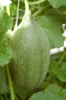 Усадьба Суриных Дыня