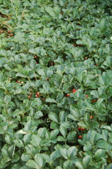 Усадьба Суриных Клубника