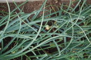 Усадьба Суриных Лук