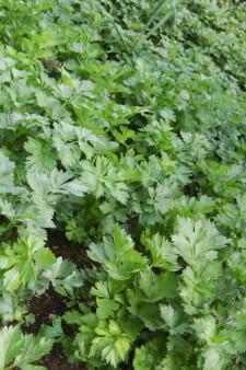 Усадьба Суриных Петрушка