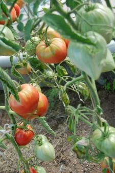 Усадьба Суриных Помидоры 2