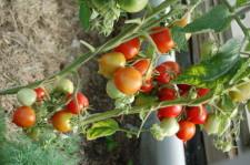 Усадьба Суриных Помидоры