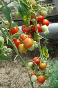 Усадьба Суриных Помидоры