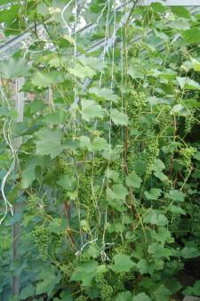 Усадьба Суриных Виноград