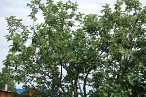 Усадьба Суриных Яблоня