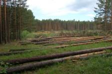 Вырубается лес под завод