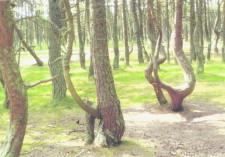 Калининград 3