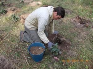 Сотрудник ботанического сада высаживает растения, занесенные в Красную книгу
