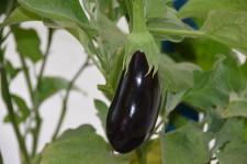 Усадьба Кодрян10