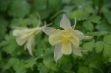 Усадьба Кодрян11