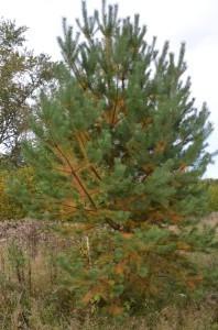 Сосны желтеют