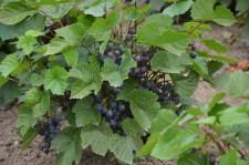 виноград Засыпкина