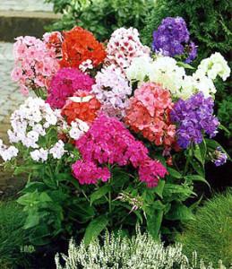 Фото с сайта: www.liveinternet.ru