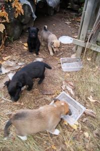 Бездомные щенки на улице Декабристов