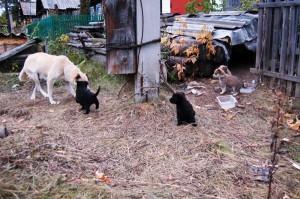 Собачья семья