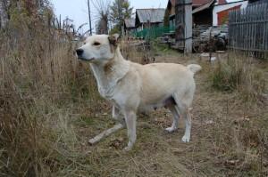 Мама щенков Белка