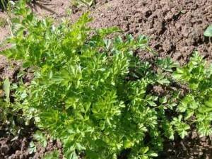 Фото с сайта: best-travnik.ru