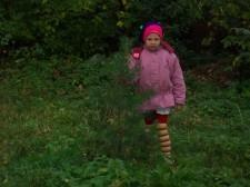 Так выглядели елочки, посаженные в 2009 и 2010 годах, в 2011 году 