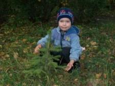 Елочки в 2011 году