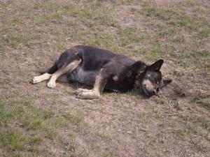 Фото с сайта: forum.trikky.ru