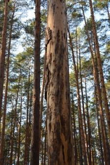 Больные деревья