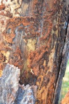 Больные деревья2