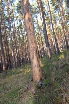 Больные деревья3