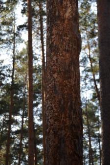 Больные деревья4