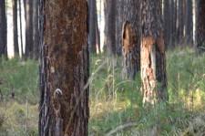 Больные деревья6