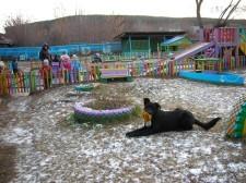 Незваный гость в детском саду "Полянка"