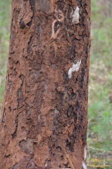 Поврежденные деревья